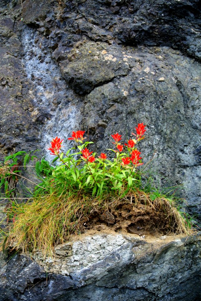 flowers paintbrush ledge red cbubar 2015