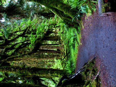 hoh rainforest hall of mosses 0096