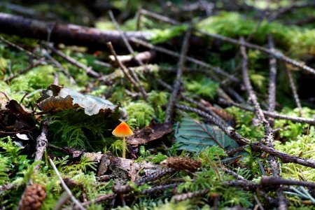small orange yellow mushroom fungus d archuleta 2015