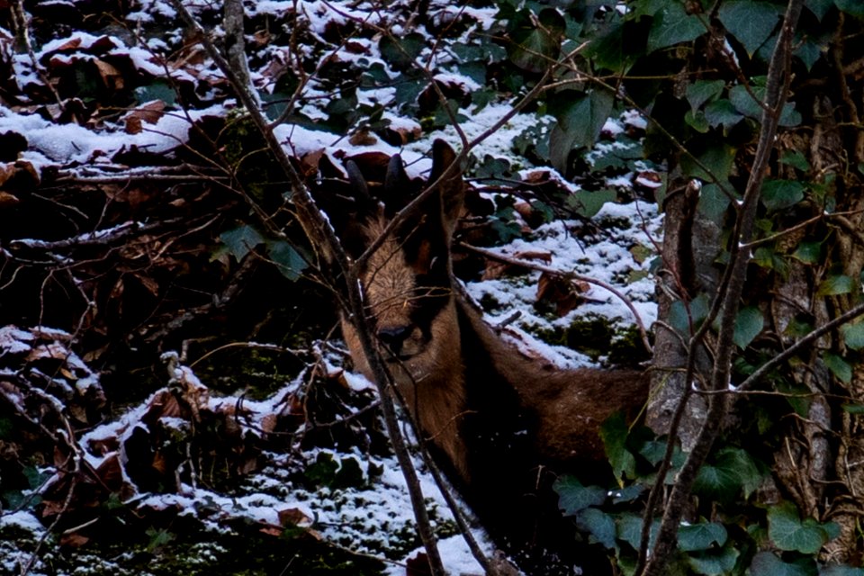 on joue à cache-cache ? photo