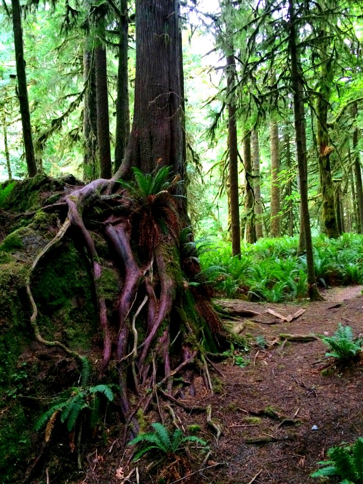 Roots trees forest green ferns Marymere falls trail cbubar 2015