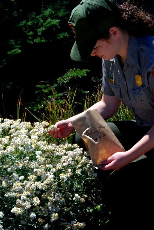 Elwha river Rangers collecting seed pearly everlasting revegetation