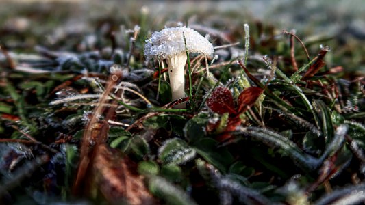 champignon glacé photo