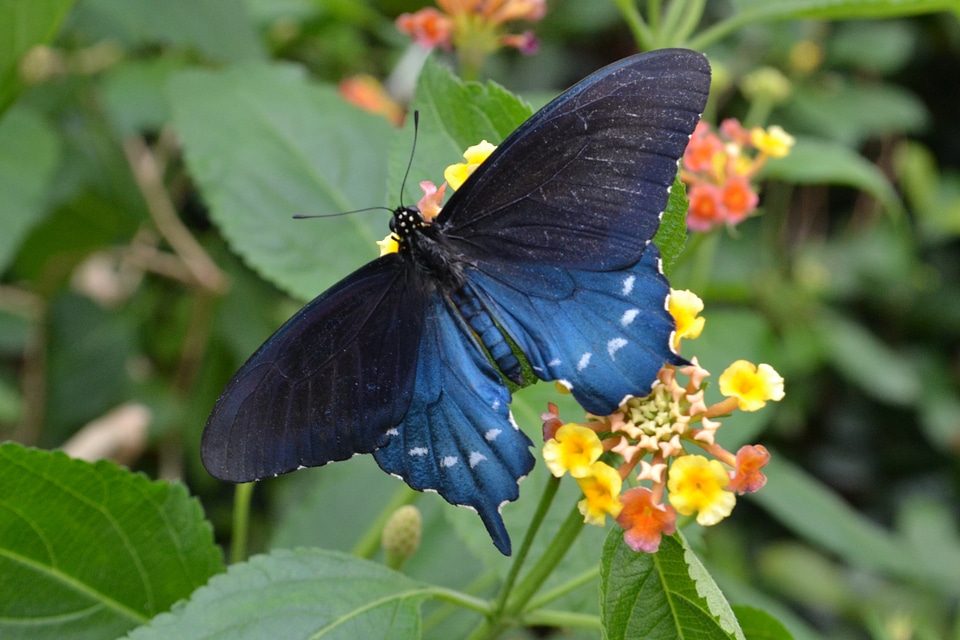Bright animal insect