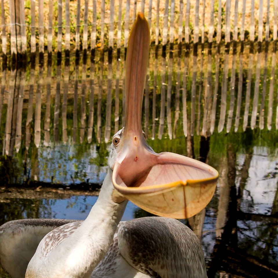 PELICAN