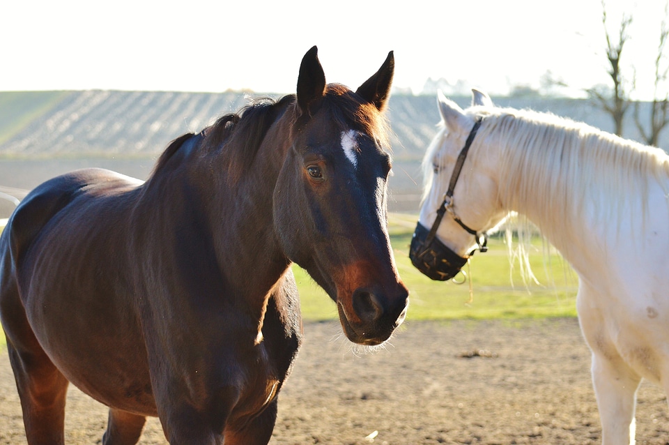 Animal coupling meadow