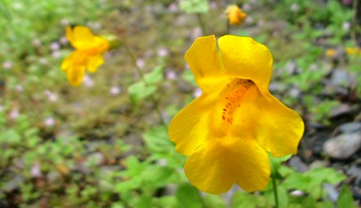 flower monkey WIC NPS Photo
