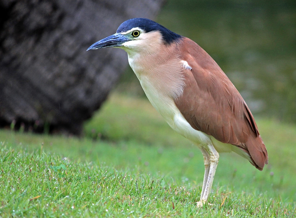 Red back heron night heron australia