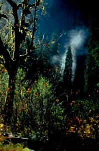 montane mist forest Enchanted Valley trail Quinault NPS Photo
