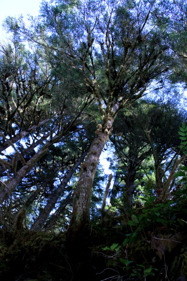canopy tree sol duc river d archuleta march 04 2015