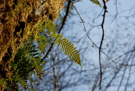 ferns growing tree pinna sori fronds hoh rainforest d archuleta march 05 2015
