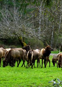 elk spike Elwha photo spring grazing cbubar NPS photo 4-2-2015