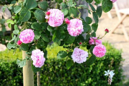 Castle Dyck roses