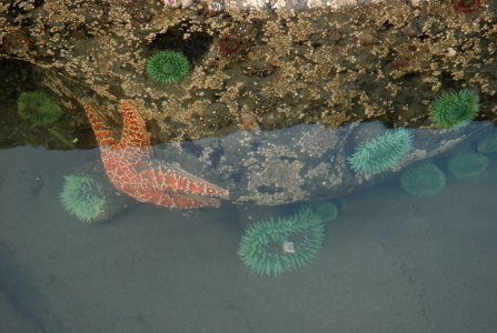 green giant anemones orange ochre seastar tidepools ruby beach c bubar march 05 2015