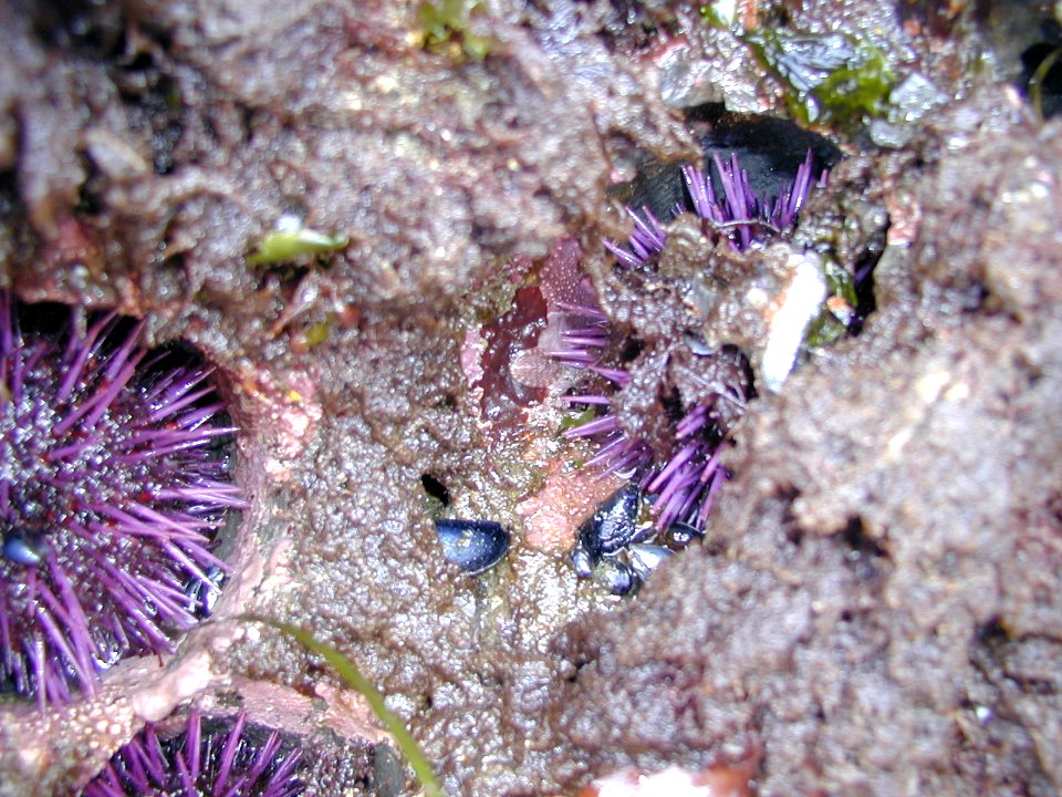 purple urchin NPS Photo