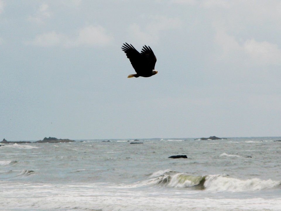 eagle bald raptor bird flying ocean ssheltren