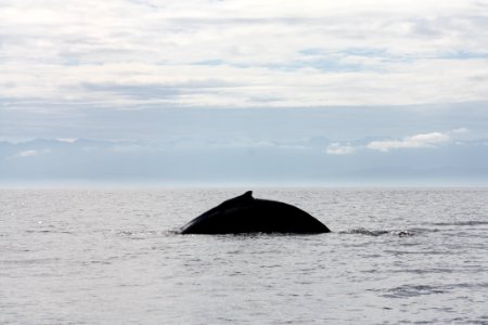 whale breach marine ocean BBaccus NPS Photo