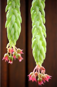 Blooming succulent plant