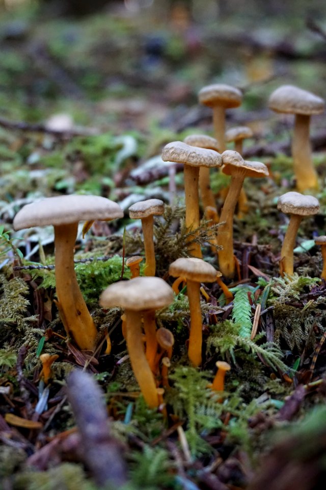 mushroom grove scenic brown orange fungus forest d archuleta 2015