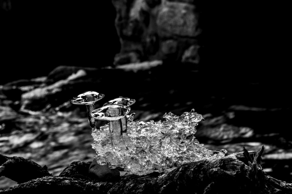 CHAMPIGNONS DE GLACE