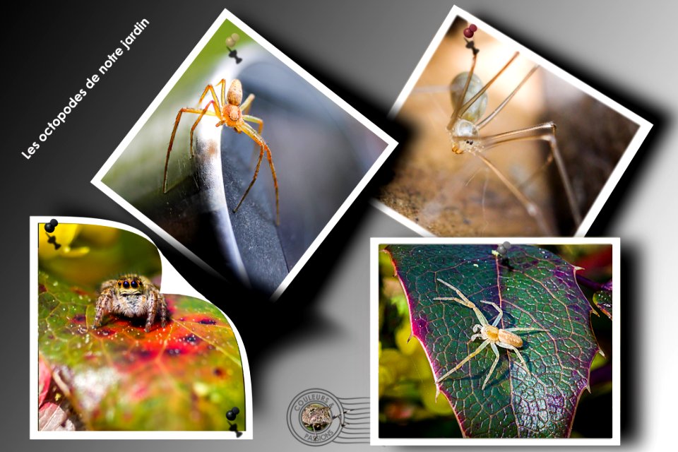 composition insectes -  araignées