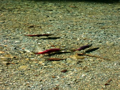 fish salmon spawning sockeye redd