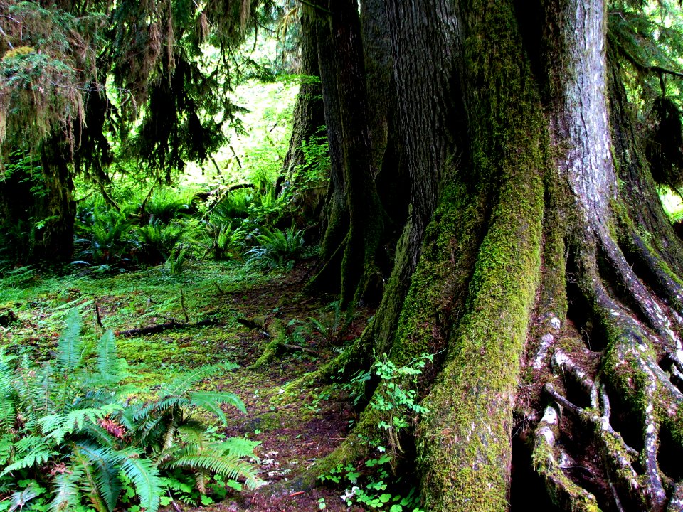 hoh rainforest colanade 0090
