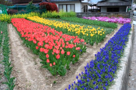 048 積善山登山道脇のチューリップ畑