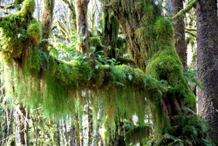 mossy draperies lichen ferns quinault rainforest c bubar march 05 2015