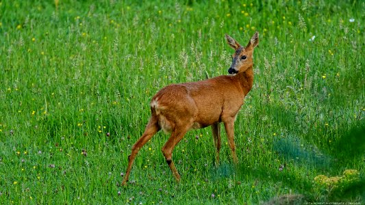 Reh im Siebengebirge