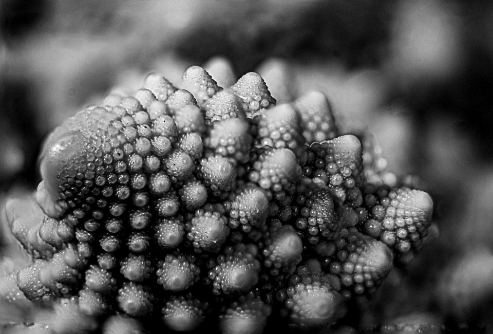 macro sur chou romanesco
