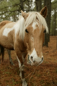 Portrait pony chincoteague island