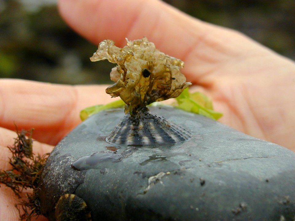 Lotia pelta shell tidepool seaweed NPS Photo