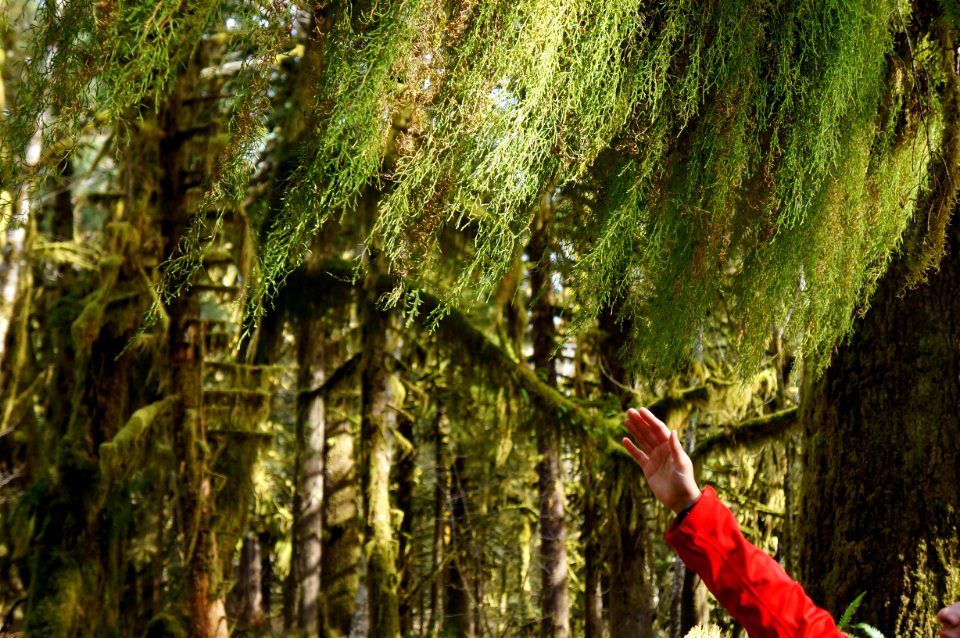 visitor mossy branch quinault rainforest maple glades trail person r mckenna march 2015