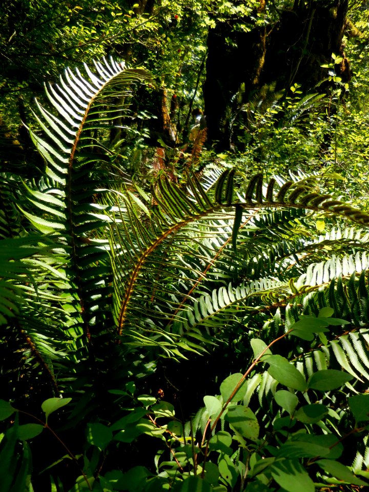 fern fronds rainforest floor c bubar august 03 2014
