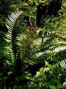 fern fronds rainforest floor c bubar august 03 2014