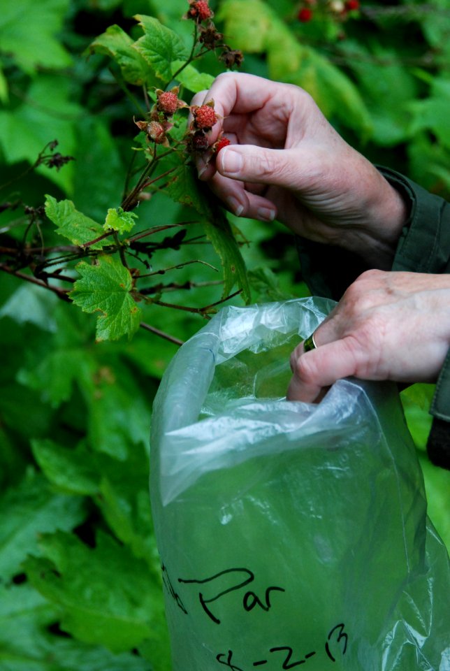 Elwha River revegetation thimbleberry seed collection ranger photo