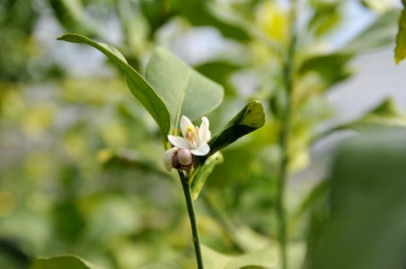 花の島構想・岩城地区の花「レモン」 photo