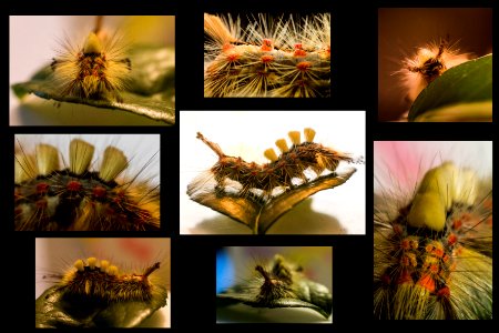 CHENILLE POILUE