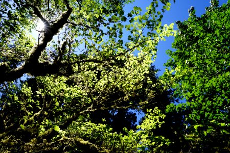 sun leaves beams branches canopy trees forest quinault d archuleta 2015