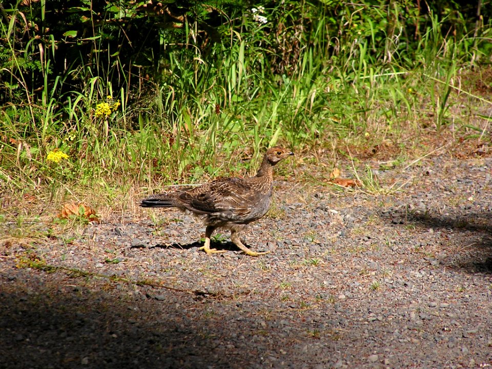grouse walking trail birds NPS Photo photo