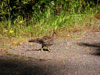 grouse walking trail birds NPS Photo