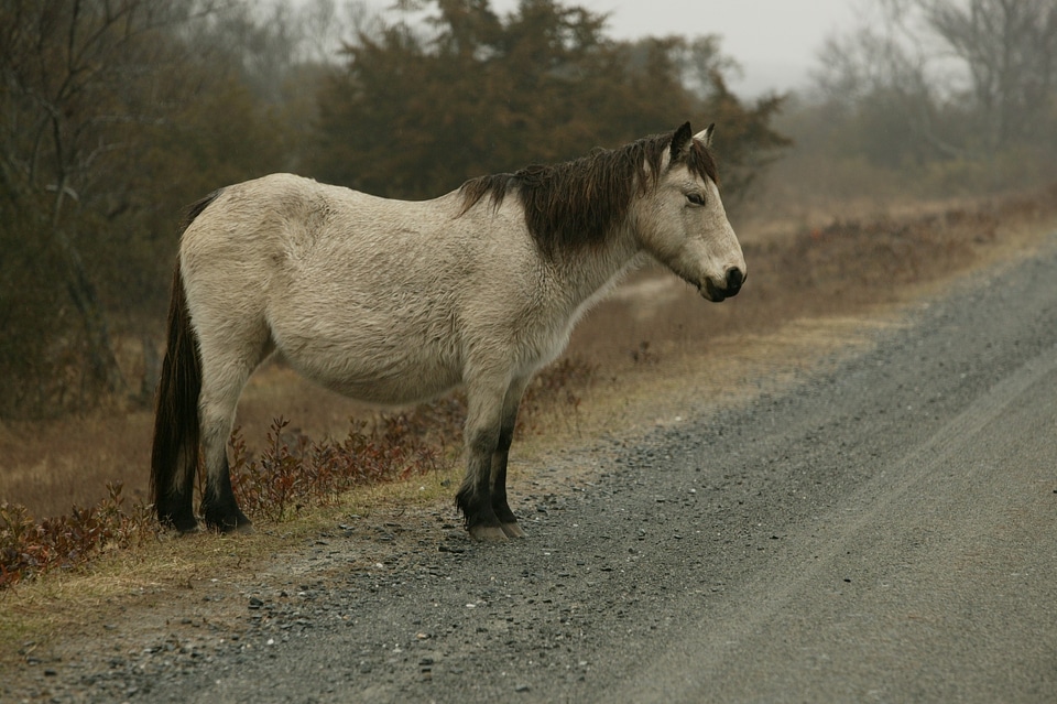 Pony chincoteague island virginia
