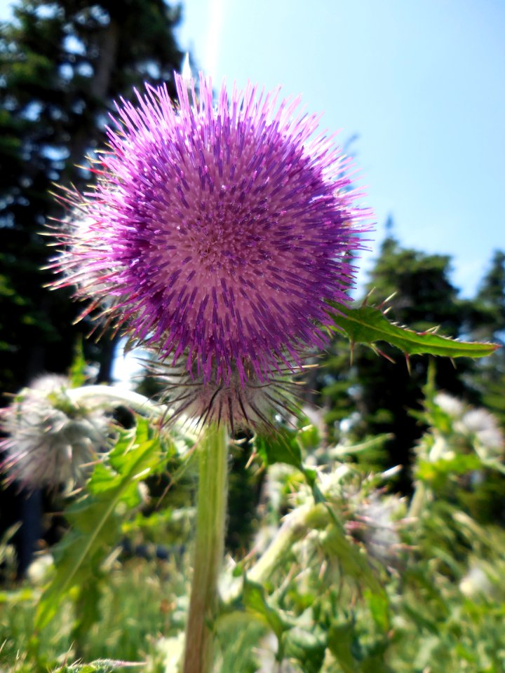 thistle pink purple wildflowers alpine summer c bubar june 15 2014