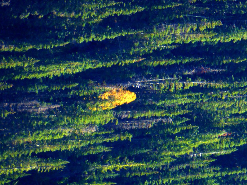 fall foliage forest lone yellow tree 2015 cbubar