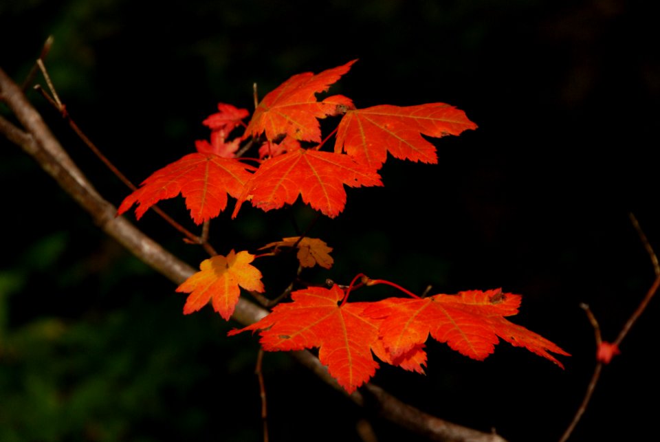 trees leaves red fall Hoh NPS Photo j preston