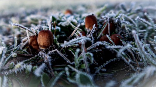 champignons glacés photo