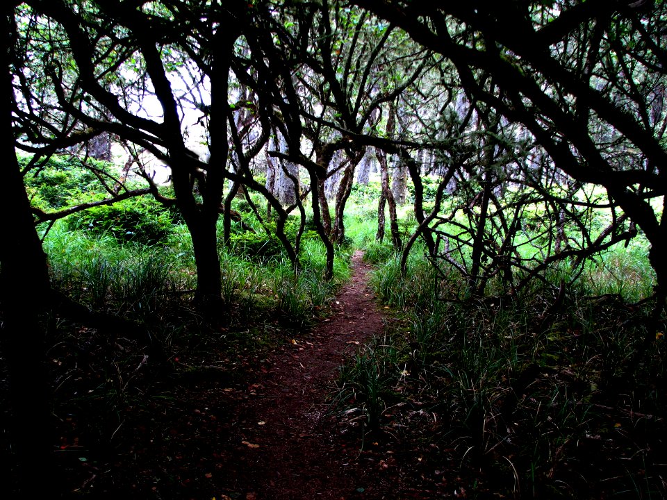sandpoint trail spooky trees ssheltren nps photo