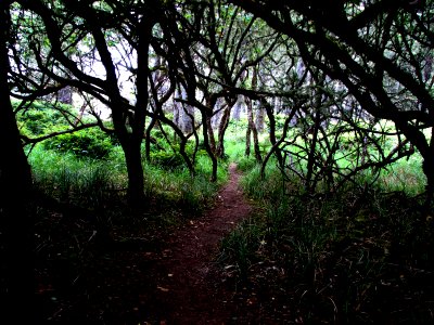 sandpoint trail spooky trees ssheltren nps photo