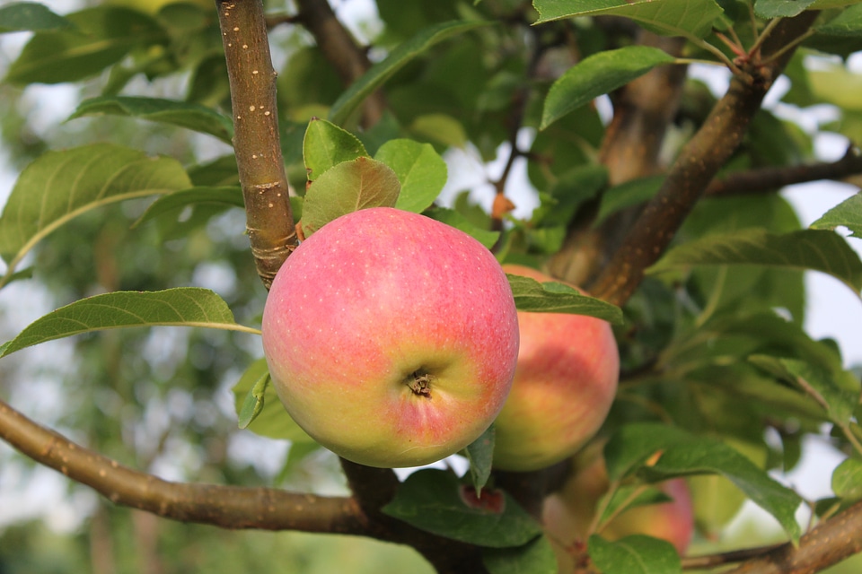 Apple apple tree Free photos